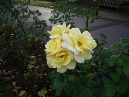 York Flower